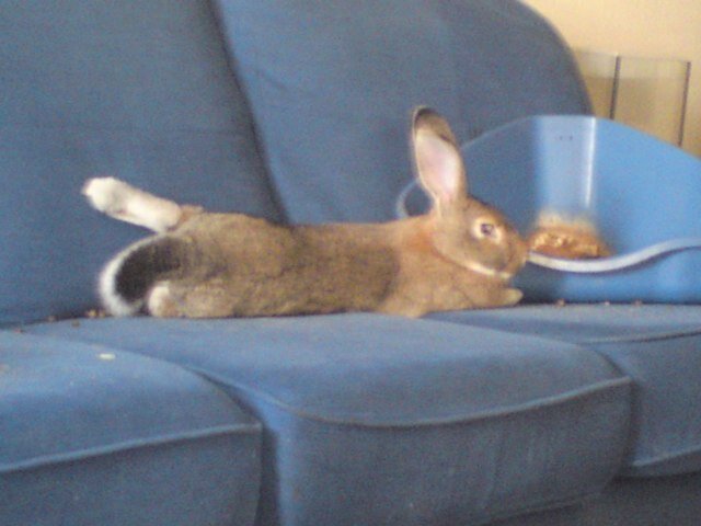 Im a happy house bunny and loved lots. Chilling out is what im best at :-)