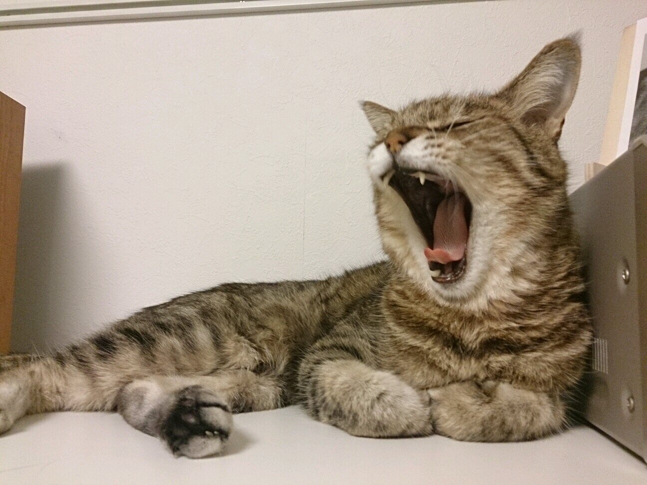 p_choco99's profile picture. 