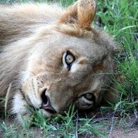 Albert Bosch (@boschub) 's Twitter Profile