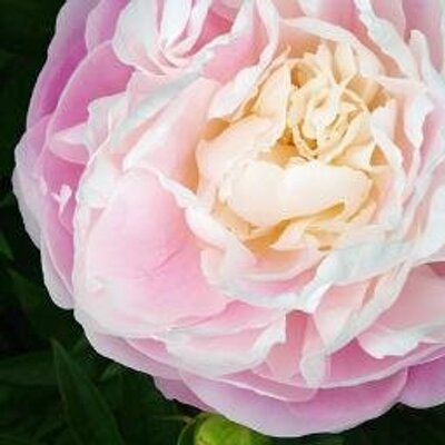 ミィ