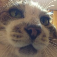 kamotsu_moumoku (@byebye) 's Twitter Profile