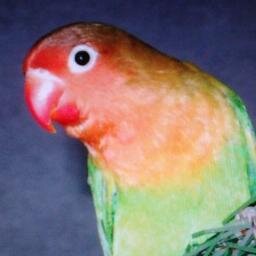 A bird with twitter
