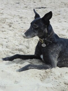 Happily married to a brilliant comedy idiot and ruled by gorgeous rescue dog Lola