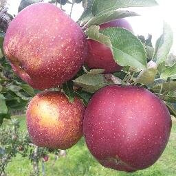 A family owned orchard with pick your own peaches, nectarines, pears and apples. Located at 251 Wallingford Road in Cheshire, CT.