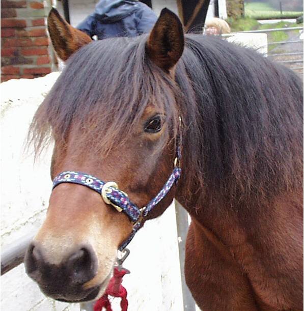 RobertaEquine's profile picture. Love Me Love my.........., nothing else matters!