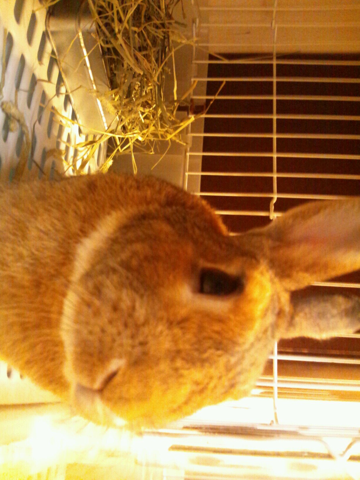 usagi11154's profile picture. うさぎ飼ってます!!飼っている人募集中 フォローした人は99％フォローしますm(__)m動物好きな方待ってます♪