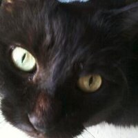 katz cats (@keatskatz) 's Twitter Profile Photo