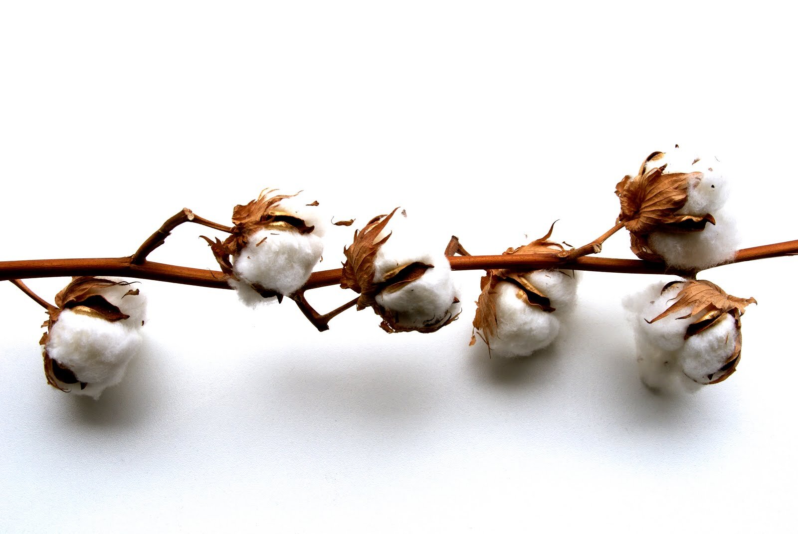 North Carolina Cotton Producers Association Profile