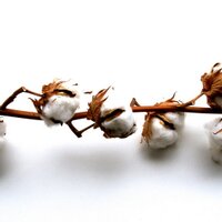 North Carolina Cotton Producers Association (@nc_cotton) 's Twitter Profile