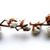 North Carolina Cotton Producers Association (@NC_Cotton) Twitter profile photo