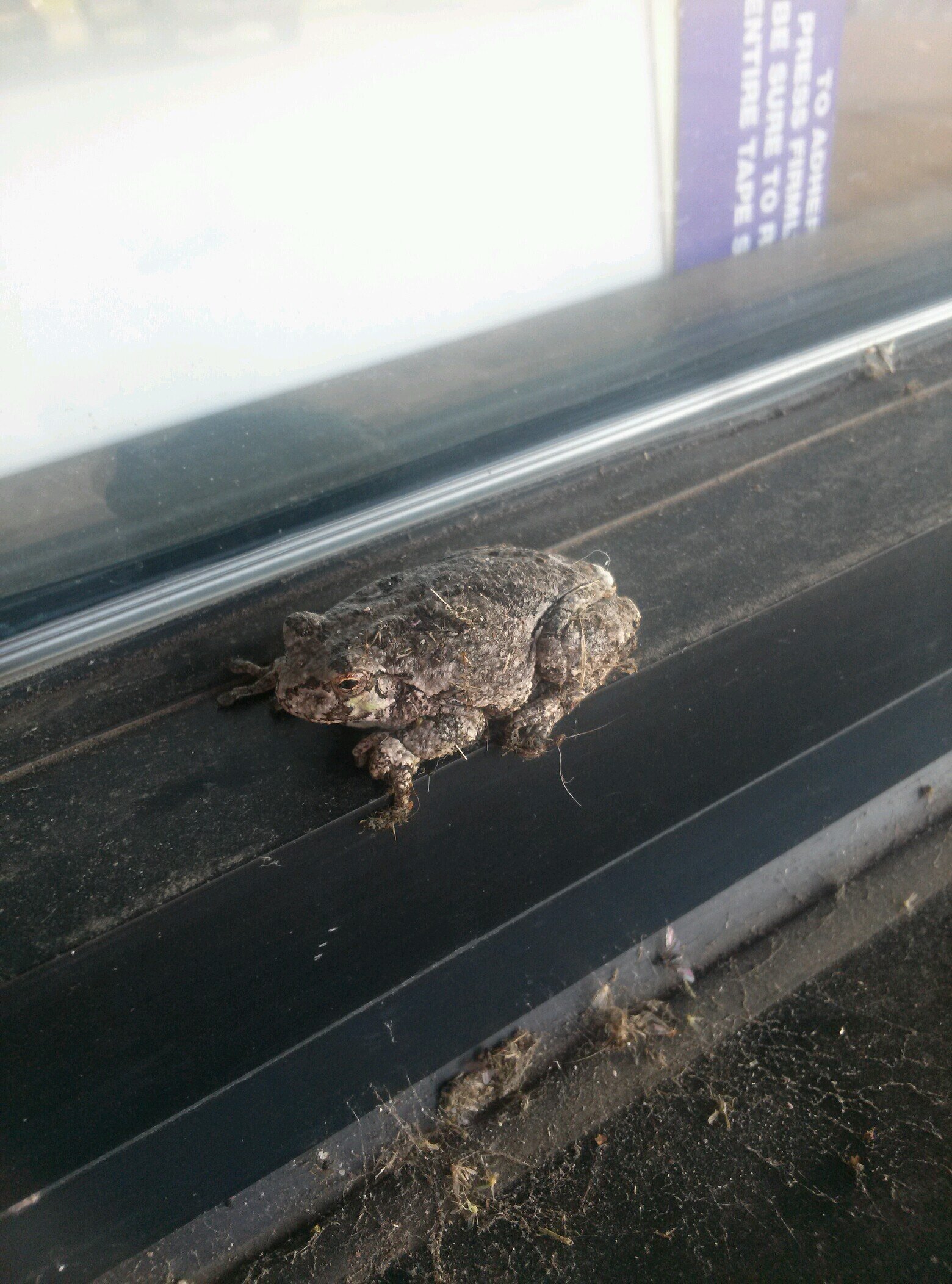 SyYoungs's profile picture. 