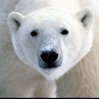 RVC SU - be green (@rvcenvironment) 's Twitter Profile