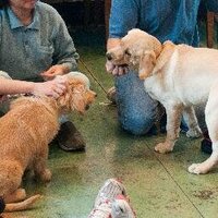 UCDVetBehavService (@ucdbehaviorserv) 's Twitter Profile