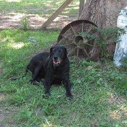 Retired:Rescuer of animals;Companions:1 husband,9 dogs, 2 kittens, 1 horse, & a mule with a great sense of humor; survivor of cancer; #Let'sSavALifeToday!#