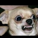 Kaiden John  - @Kaidetiger - Twitter