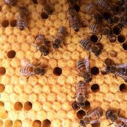 A Hamilton-based apiary since 2011. Owned by @BrandiLeeWhat #HamOnt