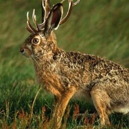 Jackalope_IRL Profile Picture