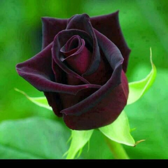 From Nepal...