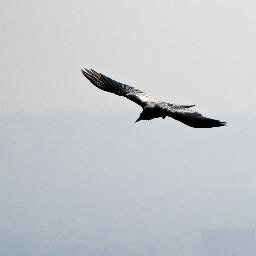 Writer, reader, bird of prey.