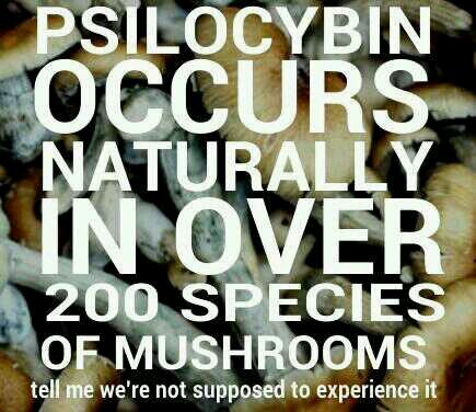 psychedelic advocate