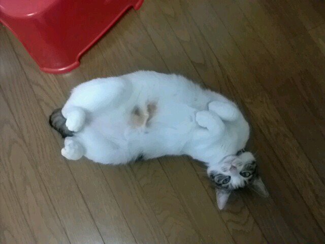 てるれのんさんのプロフィール画像