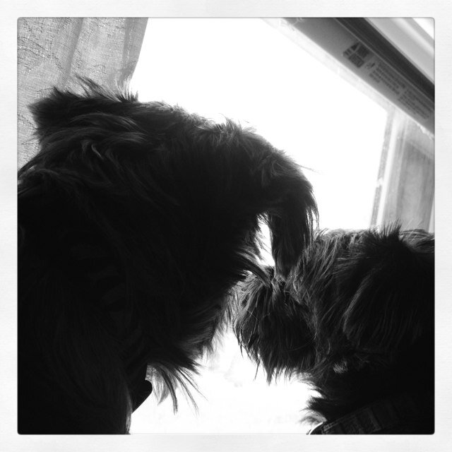 lombardi_brenda's profile picture. 