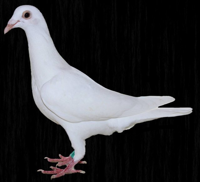 alsp79's profile picture. 