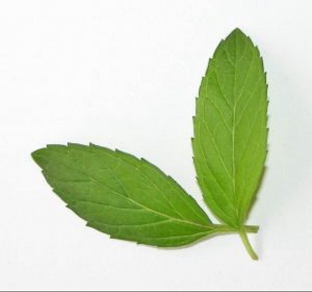 Mintlinux15's profile picture. 月、星、空、オカルト、工場、線路、鉄塔、八つ当たり。