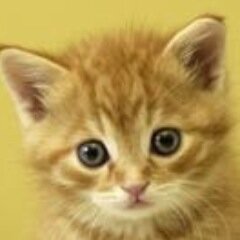 Para los amantes de los gatos!!