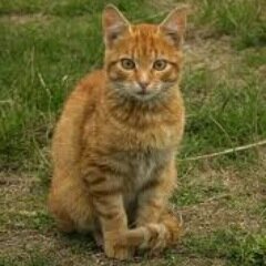 guess who is back, Yep its me Fireclaw, Loner, Mate: @iceheartsong  I am a shy, i love to have fun!