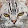 garanyeko's profile picture. 猫派。夜行性。たまに読書。勝手にフォローさせていただきます、すみません。
