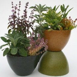 We grow organic herb and vegetable plants for the home gardener.