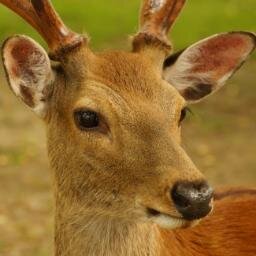 トラには退治されちゃうタイプ