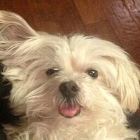 Lisa (@java_) 's Twitter Profile