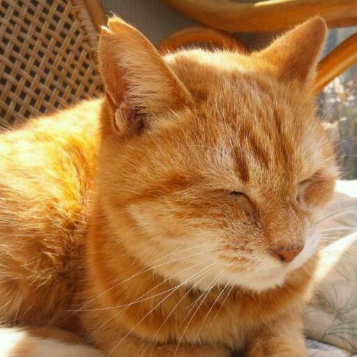 doramichaan's profile picture. 栄養・食事・治療の現場でお仕事してます。病院の管理栄養士。Perfume、サカナクションがすき。