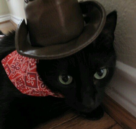 Black Cat Football focuses on the area's best kitties, kittens, cats and everything in between. Meow. ;)