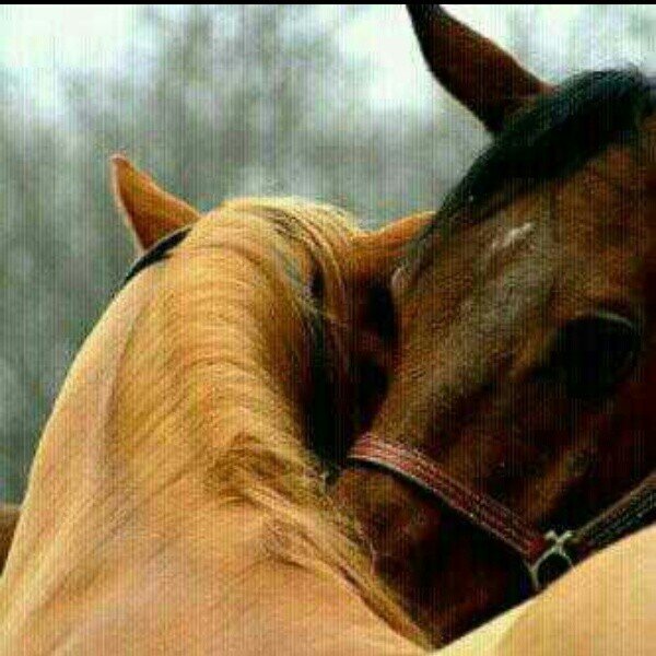 ‏طبعي كذا محب انا الف ودور..الله خلقني واضحه في حياتي اهوي الصراحه واكره الكذب ولزور وحبي لغيري مثل حبي لذاتي..