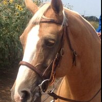 2次パパ (@2dim_papa) 's Twitter Profile Photo