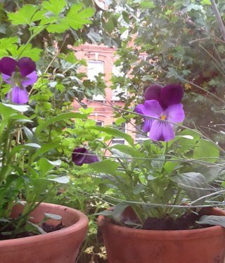 I dream of having a garden but I'm a bit rubbish at it. I have an allotment and a balcony (windowsill) in N. London.