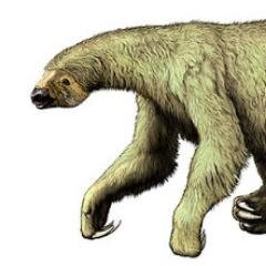 EremoTheater's profile picture. 1.A 3 ton, actively mobile, prehistoric N. American ground sloths.      2. Curator & producer of massive theatrical concepts on a minimal scale.
