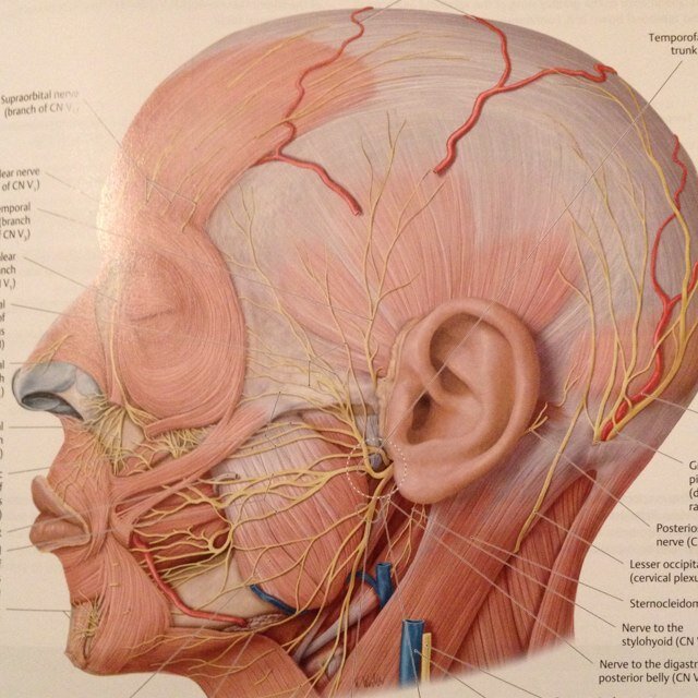 Medical_Finals's profile picture. An aid for medical students and medical professionals sitting their GP membership exams. Also open to members of the public for reference.