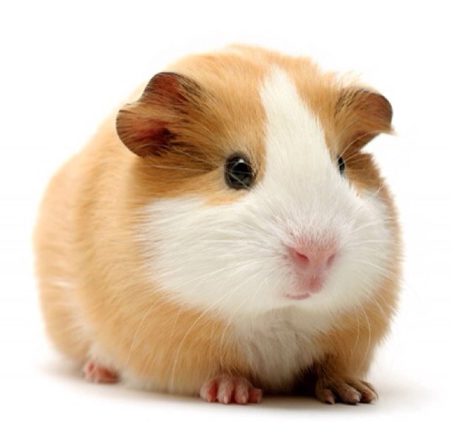 richdixon01's profile picture. 