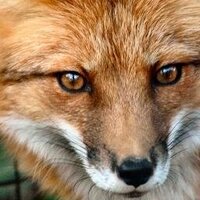 Linda Lovvorn Tucker (@foxymomlinda) 's Twitter Profile