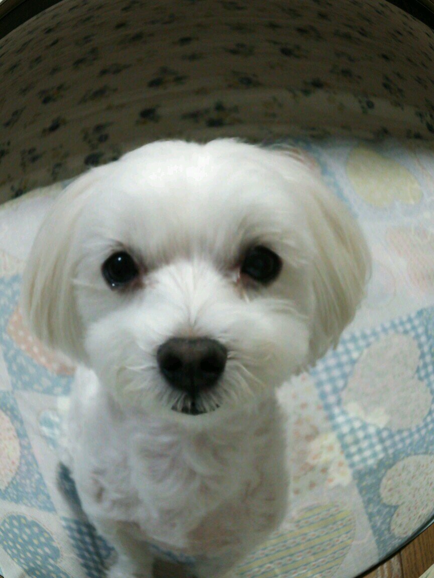 autech25's profile picture. VAしてますん！プロファイルのパーティーで楽しんでますメイプルストーリー楓鯖盗賊一筋マンです