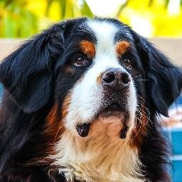 A dogs life as spoken from the mind of me-Boomer the Bernese Mt Dog. I have more friends in the house- two Berners, a cat and periodic foster/rescue dogs.