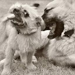 manitobaknine's profile picture. Dog behavior enthusiast, photographer, small farmer, critical thinker.  Dedicated to humane hierarchy -