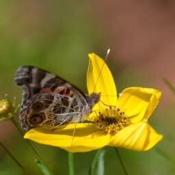 HazelKenner's profile picture. 