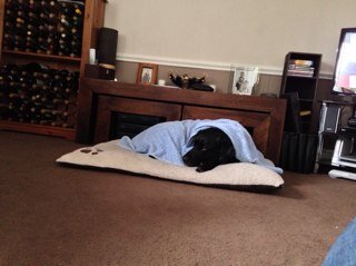 hard working - food loving - owner of a mad Labrador !
