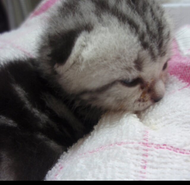 ひえとりんこ めんげん は 手首足首スネひじの湿疹 口内炎 頭痛とあるけれど まあ慣れた あと お尻の足の骨がはまってるあたりがやたらかゆい お尻は婦人科系だったかな くるぶしも新たに湿疹できてるので 生理の毒だしかも