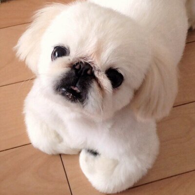 ぶひまる 狆は抜け毛の少ない長毛犬です 吠えグセもなく軽量で飼いやすい犬種です 是非ご面会ください Satopon 狆を飼いたい人いませんか 現在関東で２匹 関西で２匹 里親募集しています Http T Co Cnwwt6qa